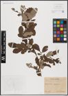 Foto von Salix aurita L. x Salix grandifolia Ser.